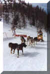 48-andrea-sleddog.jpg (29365 byte)